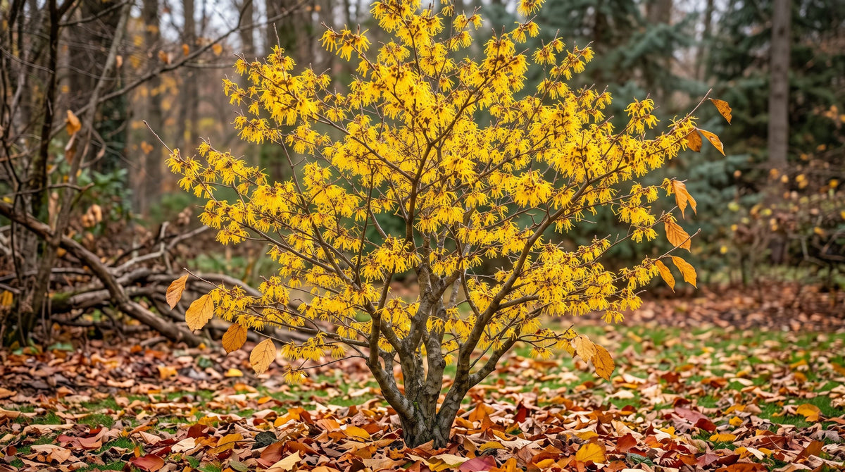 American witch hazel shrub in bloom with spidery yellow flowers at the edge of a woodland garden in late autumn