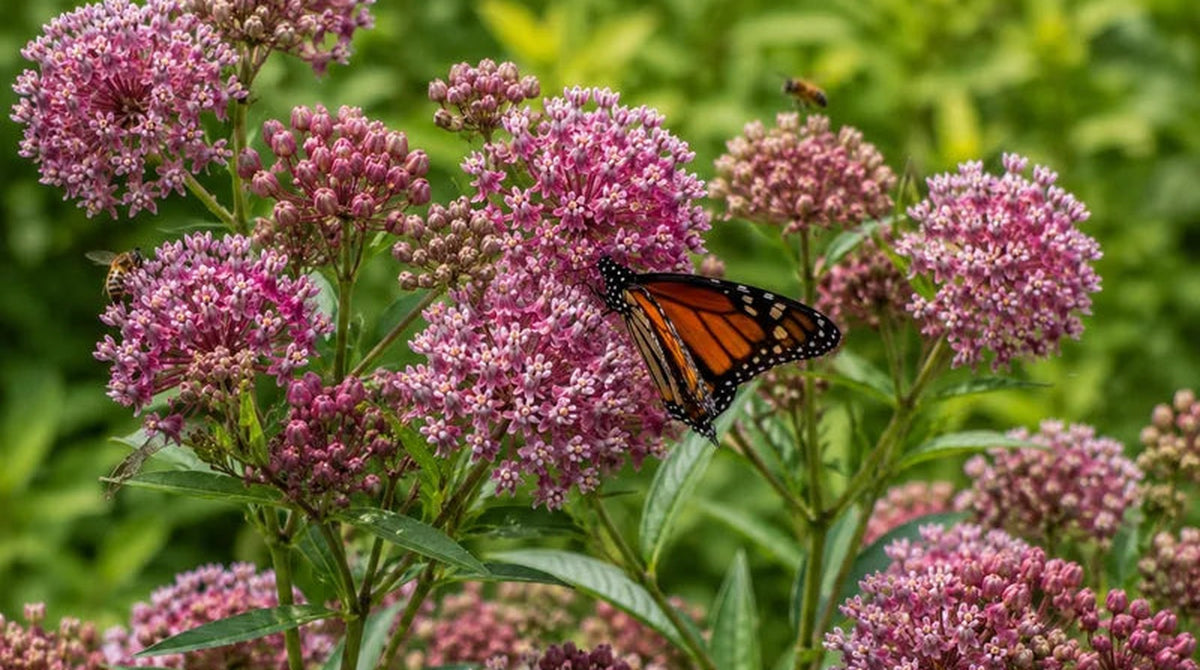 Pink milkweed flower clusters with a monarch butterfly feeding in a summer garden