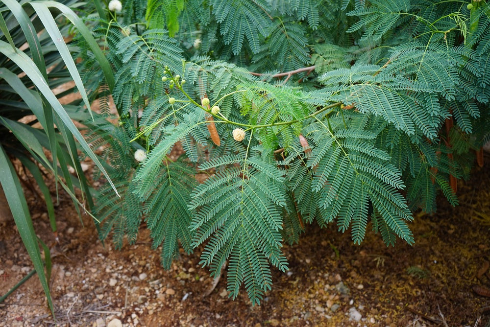 What are the top 10 fastest growing trees?